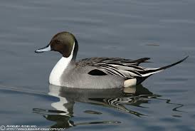 Image result for Anas acuta