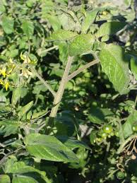 Attēlu rezultāti vaicājumam “Lycopersicon esculentum”