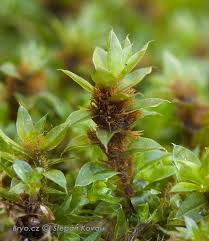 Attēlu rezultāti vaicājumam “Bryum moravicum”