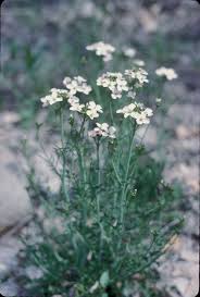 Attēlu rezultāti vaicājumam “Cardamine pratensis flower”