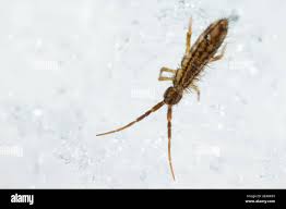 Attēlu rezultāti vaicājumam “Orchesella flavescens”