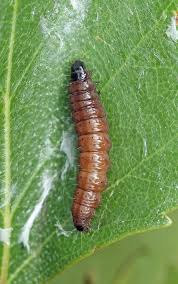 Attēlu rezultāti vaicājumam “Orthosia munda larva”