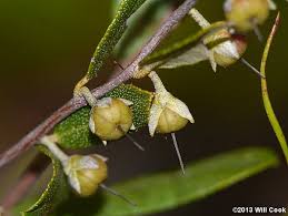 Attēlu rezultāti vaicājumam “Chamaedaphne calyculata”