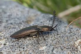 Attēlu rezultāti vaicājumam “Ctenicera pectinicornis”