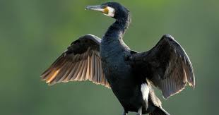 Image result for Phalacrocorax carbo