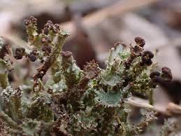 Attēlu rezultāti vaicājumam “Cladonia ramulosa”