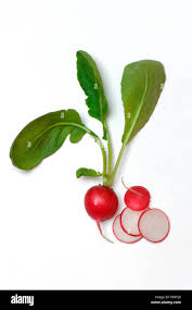 Image result for Radieschen