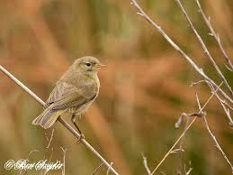 Image result for Phylloscopus ibericus