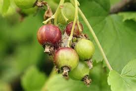 Attēlu rezultāti vaicājumam “Zophodia grossulariella”