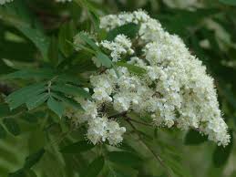 Attēlu rezultāti vaicājumam “Sorbus aucuparia flower”