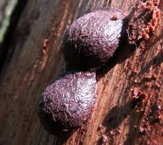 Attēlu rezultāti vaicājumam “Amaurochaete sp.”