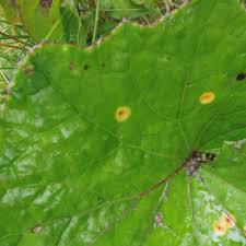 Attēlu rezultāti vaicājumam “Puccinia poarum”