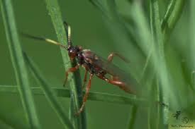 Attēlu rezultāti vaicājumam “Ichneumonidae”