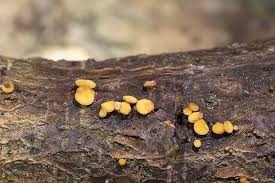 Attēlu rezultāti vaicājumam “Hymenoscyphus sp.”