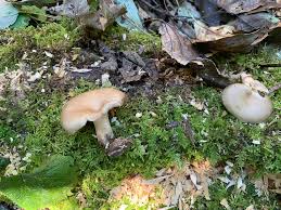 Attēlu rezultāti vaicājumam “Polyporus badius”