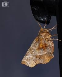 Attēlu rezultāti vaicājumam “Selenia dentaria larva”