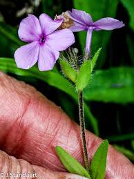 Attēlu rezultāti vaicājumam “Polemoniaceae”