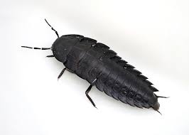 Attēlu rezultāti vaicājumam “Silpha obscura larva”