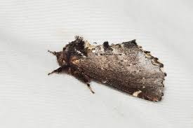 Attēlu rezultāti vaicājumam “Odontosia carmelita”