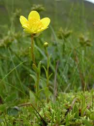 Attēlu rezultāti vaicājumam “Saxifraga hirculus”