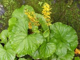 Attēlu rezultāti vaicājumam “Ligularia sibirica flower”