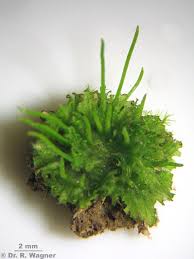 Attēlu rezultāti vaicājumam “Anthocerotopsida”