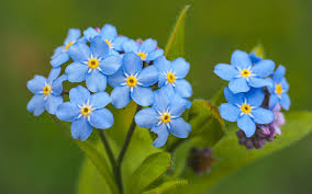 Attēlu rezultāti vaicājumam “Myosotis sylvatica leaf”