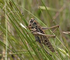 Attēlu rezultāti vaicājumam “Decticus verrucivorus”