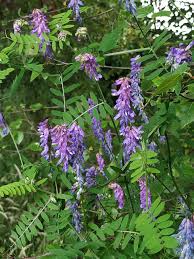 Attēlu rezultāti vaicājumam “Vicia sylvatica flower”