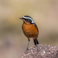 Image result for Phoenicurus moussieri