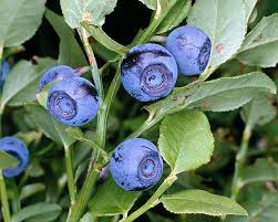 Attēlu rezultāti vaicājumam “Vaccinium myrtillus”