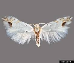 Attēlu rezultāti vaicājumam “Lyonetiidae”