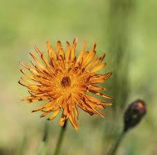 Image result for Hieracium aurantiacum