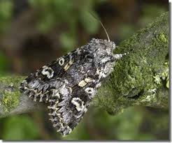 Attēlu rezultāti vaicājumam “Papestra biren”