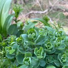 Attēlu rezultāti vaicājumam “Hylotelephium telephium leaf”