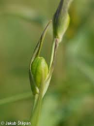 Attēlu rezultāti vaicājumam “Gladiolus imbricatus bud”