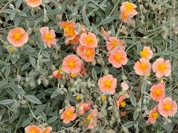Attēlu rezultāti vaicājumam “Helianthemum x hybridum flower”