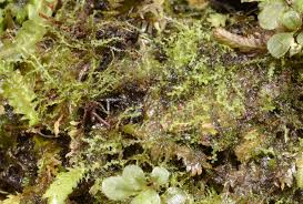 Attēlu rezultāti vaicājumam “Cephalozia connivens”