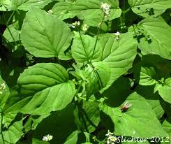 Attēlu rezultāti vaicājumam “Circaea alpina leaf”