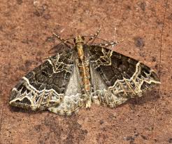 Attēlu rezultāti vaicājumam “Ecliptopera silaceata”