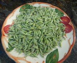 Attēlu rezultāti vaicājumam “Avena sativa fruit”