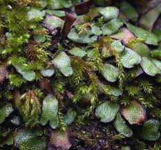 Attēlu rezultāti vaicājumam “Pseudobryum cinclidioides”