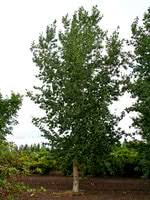 Attēlu rezultāti vaicājumam “Populus x jackii”