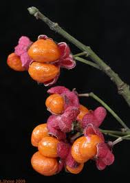 Attēlu rezultāti vaicājumam “Hordelymus europaeus fruit”