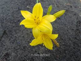 Attēlu rezultāti vaicājumam “Hemerocallis lilioasphodelus”