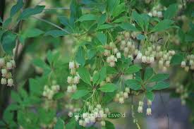 Attēlu rezultāti vaicājumam “Enkianthus chinensis leaf”
