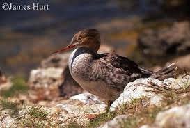 Attēlu rezultāti vaicājumam “Mergus serrator female”