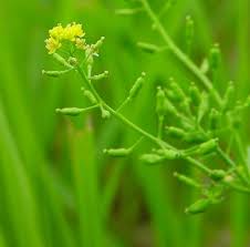 Attēlu rezultāti vaicājumam “Rorippa palustris flower”