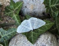 Attēlu rezultāti vaicājumam “Cabera pusaria female”