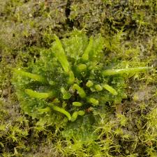 Attēlu rezultāti vaicājumam “Anthocerotopsida”